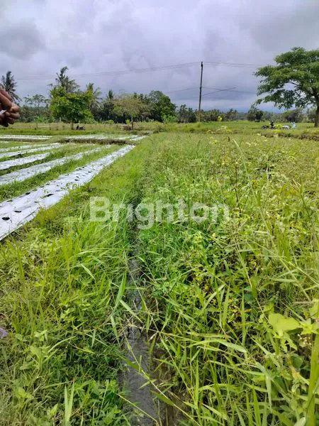 image JUAL SAWAH PRODUKTIF SHM DI KENJO BANYUWANGI VIEW SELAT BALI & GUNUNG IJEN (7)