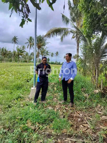 image JUAL SAWAH PRODUKTIF SHM DI KENJO BANYUWANGI VIEW SELAT BALI & GUNUNG IJEN (5)