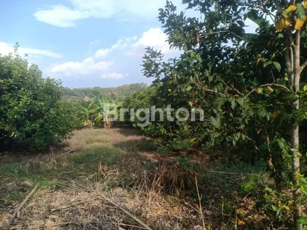 image TANAH KEBUN DAIRYLAND GOWA DI PAKATTO DEKAT JALAN MALINO MAKASSAR\\\\N (2)