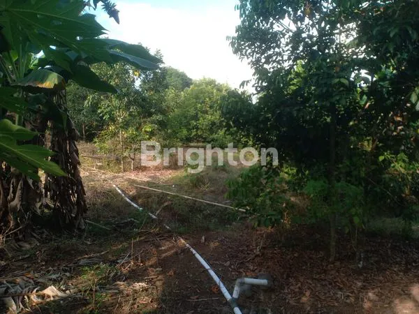 image TANAH KEBUN DAIRYLAND GOWA DI PAKATTO DEKAT JALAN MALINO MAKASSAR\\\\N (3)