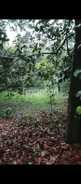 image TANAH STREATEGIS DI DESA CIRACAS KALIJATI , SUBANG (3)