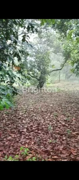 image TANAH STREATEGIS DI DESA CIRACAS KALIJATI , SUBANG (2)