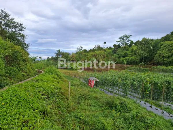 image LAHAN MEGAMENDUNG  (3)