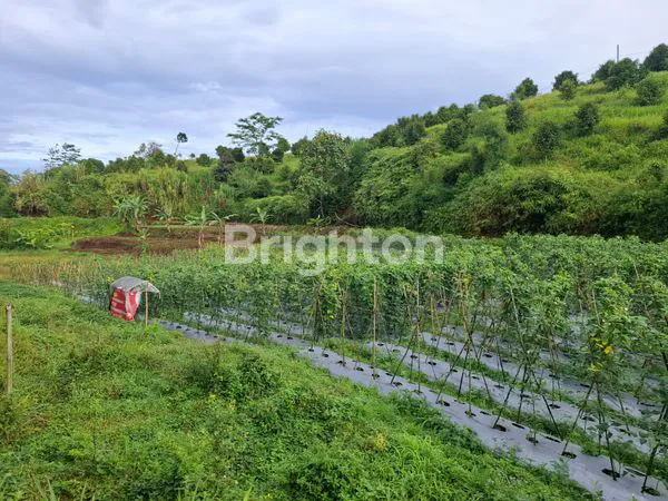 image LAHAN MEGAMENDUNG  (4)