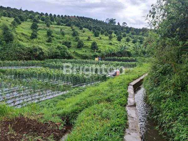 image LAHAN MEGAMENDUNG  (2)