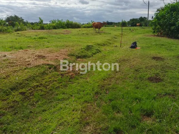 image TANAH DIJUAL 200 M2 LOKASI BALER BALE AGUNG KOTA NEGARA JEMBRANA BALI (5)