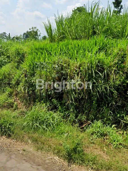 image TANAH DAERAH KAWASAN ARAYA MALANG DEKAT ARAYA GOLF CLUB HOUSE / RUSTIC MARKET / PINTU TOL SINGOSARI (2)