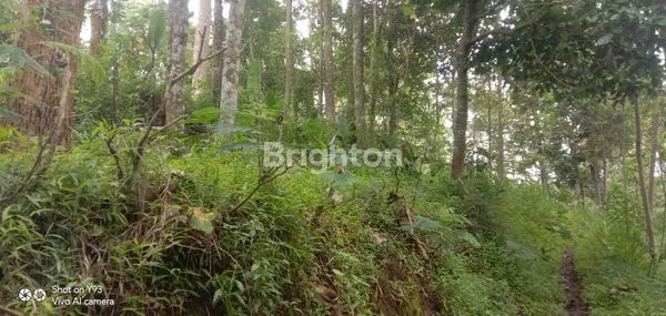 image PERKEBUNAN MURAH JUAL CEPAT (1)