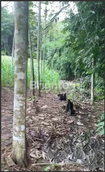 image TANAH SINDANG SARI TANJUNG BINTANG LAMPUNG SELATAN LT 2765 M2 (8)