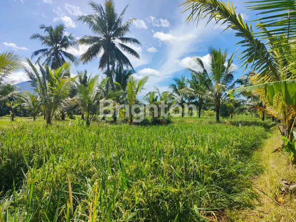 image TANAH 4 HEKTAR DI PANDEGLANG, DEKAT WISATA AIR (2)