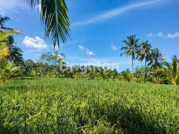 image TANAH 4 HEKTAR DI PANDEGLANG, DEKAT WISATA AIR (3)