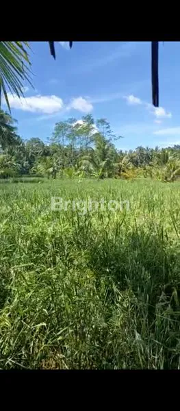 image TANAH 4 HEKTAR DI PANDEGLANG, DEKAT WISATA AIR (7)