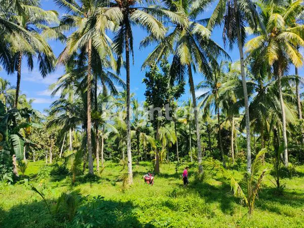 image TANAH 4 HEKTAR DI PANDEGLANG, DEKAT WISATA AIR (1)