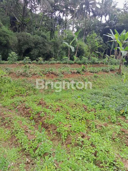 image LAHAN 1124M2 MEGAMENDUNG PUNCAK (1)