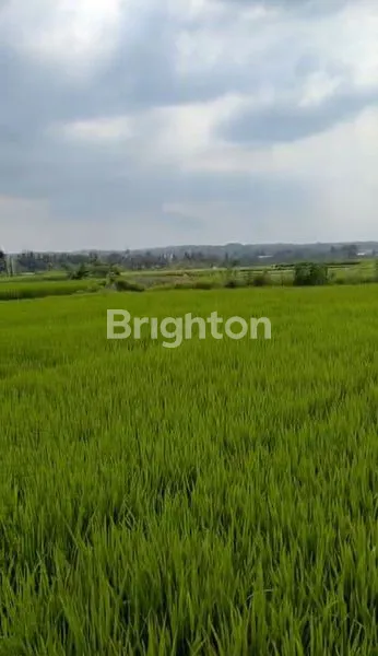 image INVESTASI TANAH MURAH 7968M², DEKAT MTSN 7 MALANG (3)