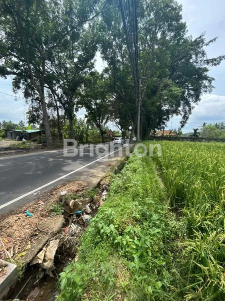 image SEWA TANAH DI JALAN UTAMA LUAS 2600 M2 KAWASAN BERKEMBANG SEMBUNG MENGWI BADUNG (6)