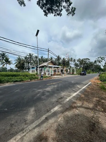 image SEWA TANAH DI JALAN UTAMA LUAS 2600 M2 KAWASAN BERKEMBANG SEMBUNG MENGWI BADUNG (5)