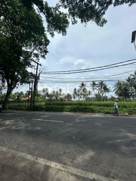 image SEWA TANAH DI JALAN UTAMA LUAS 2600 M2 KAWASAN BERKEMBANG SEMBUNG MENGWI BADUNG (2)