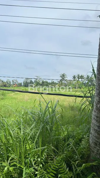 image TANAH LUAS 3400 M2 DI JLN UTAMA LOKASI STRATEGIS  KAWASAN MENGWI BADUNG BALI (4)