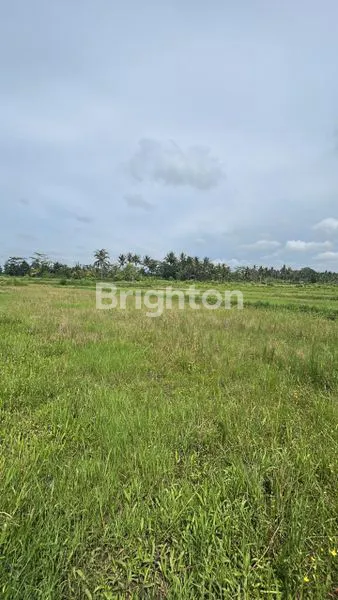 image TANAH LUAS 3400 M2 DI JLN UTAMA LOKASI STRATEGIS  KAWASAN MENGWI BADUNG BALI (2)