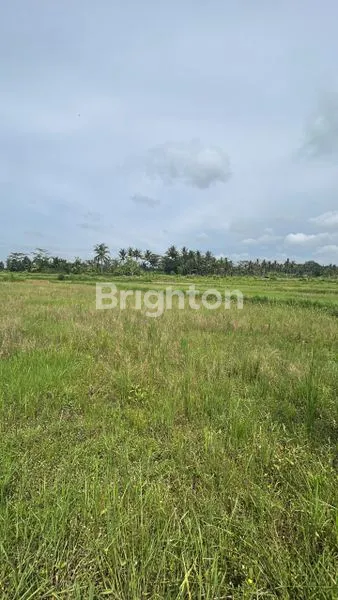 image TANAH LUAS 3400 M2 DI JLN UTAMA LOKASI STRATEGIS  KAWASAN MENGWI BADUNG BALI (5)