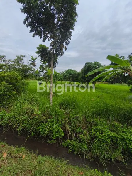 image TANAH KAVLING PREMIUM VIEW LAUT DAN SAWAH BELONG TABANAN (3)