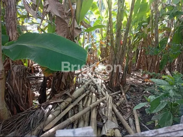 image DIJUAL TANAH DIKUTUH KRAMBITAN 1,4 ARE 150 JUTA  (2)