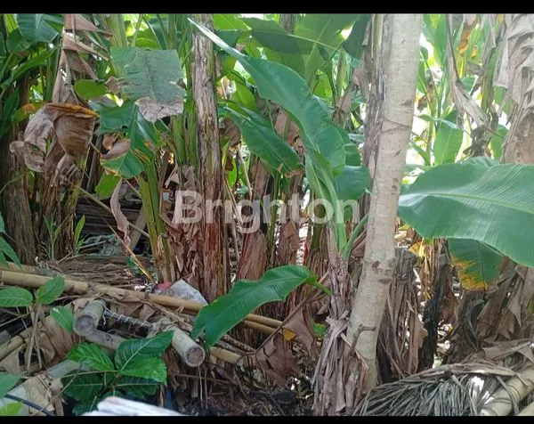 image DIJUAL TANAH DIKUTUH KRAMBITAN 1,4 ARE 150 JUTA  (3)