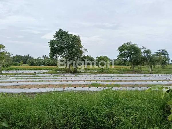 image EXCLUSIVE - TANAH KAVLING SUPER CANTIK – VIEW SAWAH & LAUT, HANYA 300 M KE PANTAI BELONG (5)