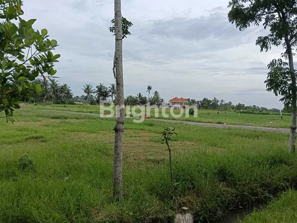 image EXCLUSIVE - TANAH KAVLING SUPER CANTIK – VIEW SAWAH & LAUT, HANYA 300 M KE PANTAI BELONG (6)