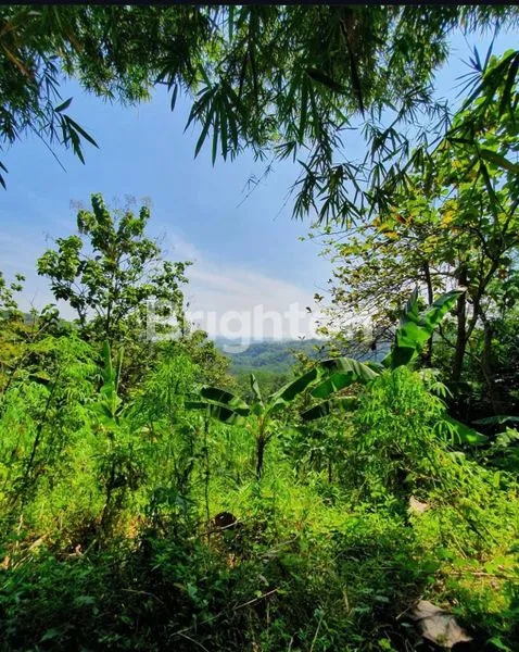 image TANAH LADANG POHON KAYU JATI (1)