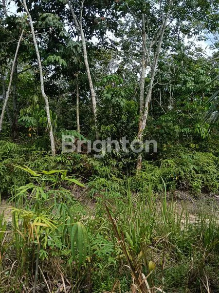 image TANAH LUAS 18.000M² DI JALAN PALEMBANG (3)