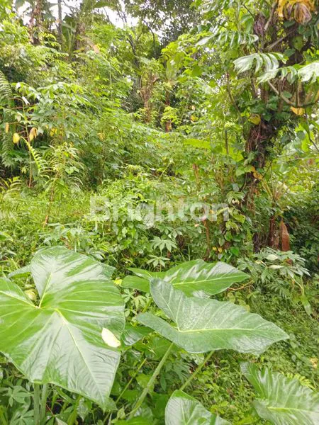 image “TANAH EKSOTIS PINGGIR SUNGAI SUNGI – LOKASI IMPIAN UNTUK VILLA ALAM DI TABANAN” (2)