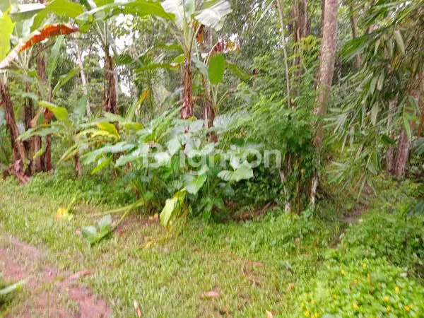 image DIJUAL TANAH ASRI DI MARGA – COCOK UNTUK VILLA & INVESTASI”\N (1)