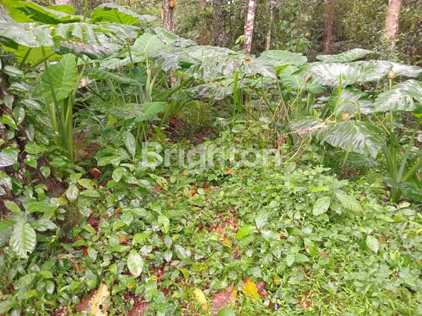 image DIJUAL TANAH ASRI DI MARGA – COCOK UNTUK VILLA & INVESTASI”\N (5)
