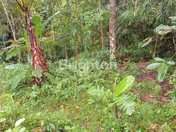 image DIJUAL TANAH ASRI DI MARGA – COCOK UNTUK VILLA & INVESTASI”\N (3)