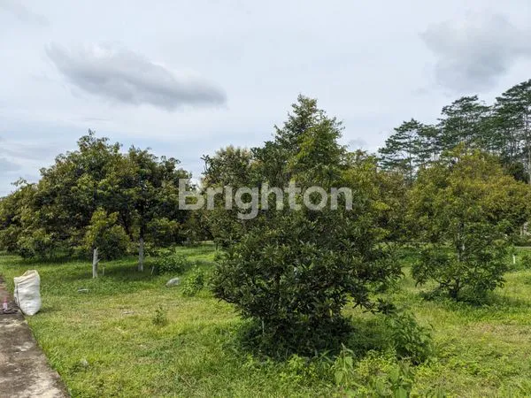 image DIJUAL TANAH PERKEBUNAN (7)