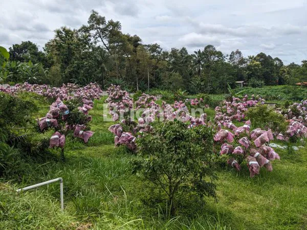 image DIJUAL TANAH PERKEBUNAN (3)