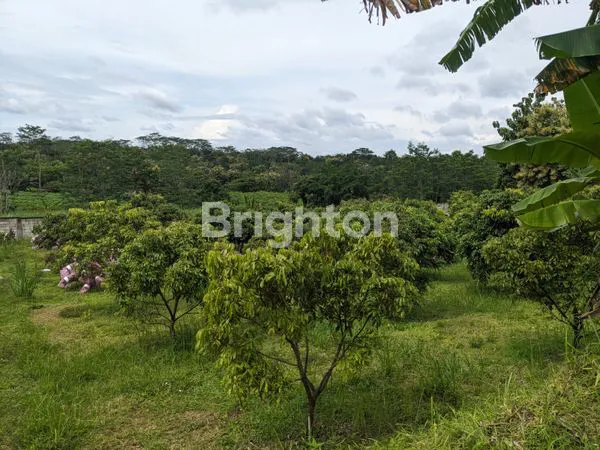 image DIJUAL TANAH PERKEBUNAN (6)