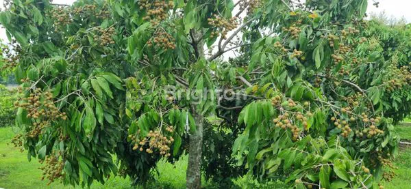 image DIJUAL LAHAN KEBUN BUAH (2)