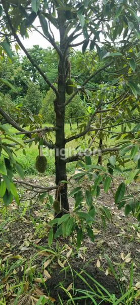 image DIJUAL LAHAN KEBUN BUAH (8)