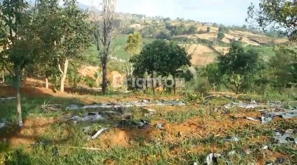 image DIJUAL LAHAN PERKEBUNAN JATIYOSO KARANGANYAR (1)