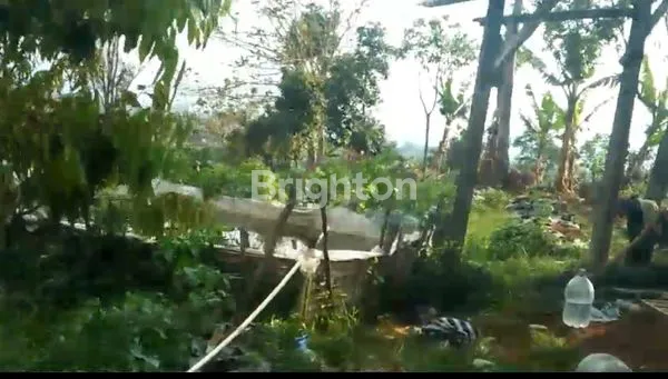 image DIJUAL LAHAN PERKEBUNAN JATIYOSO KARANGANYAR (4)