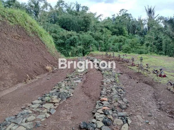 image CLUSTER 2 TABANAN, INVESTASI KEBUN DURIAN & VILLA VIEW GUNUNG BATUKARU (5)