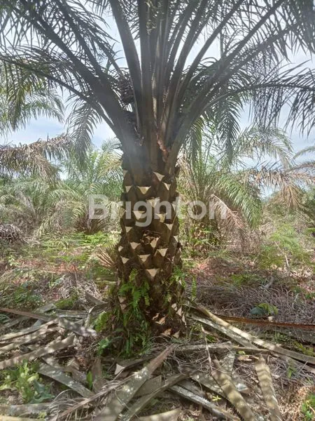 image DIJUAL KEBUN SAWIT SUDAH PRODUKSI DI DEKAT SIMPANG KARE, AIR TIRIS (1)