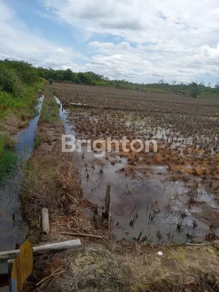 image DIJUAL TANAH SAWAH (2)