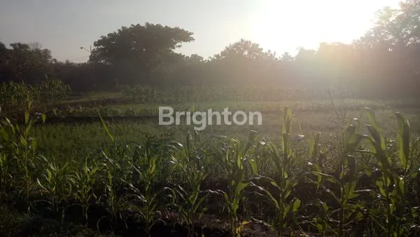 image TANAH SAWAH DI JATIKUWUNG KARANGANYAR (4)