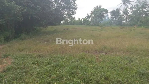 image TANAH KAPLING DI MENGWI 460 JUTA PER ARE (2)