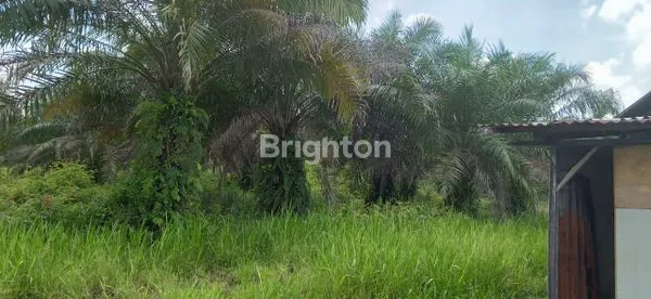 KEBUN SAWIT 20 HEKTAR SHM SIAK