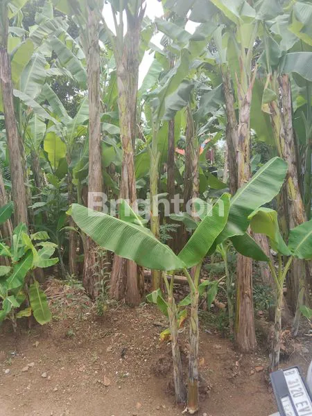 image DIJUAL TANAH KAMPUNG SAWAH  (5)